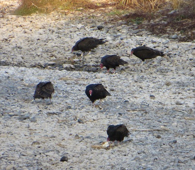 Group of scavenging turkey vultures on the ground.